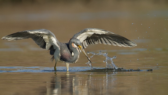 Dreifarbenreiher Egretta tricolor Tricolored Heron